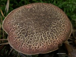 rotfussroehrlinh hut